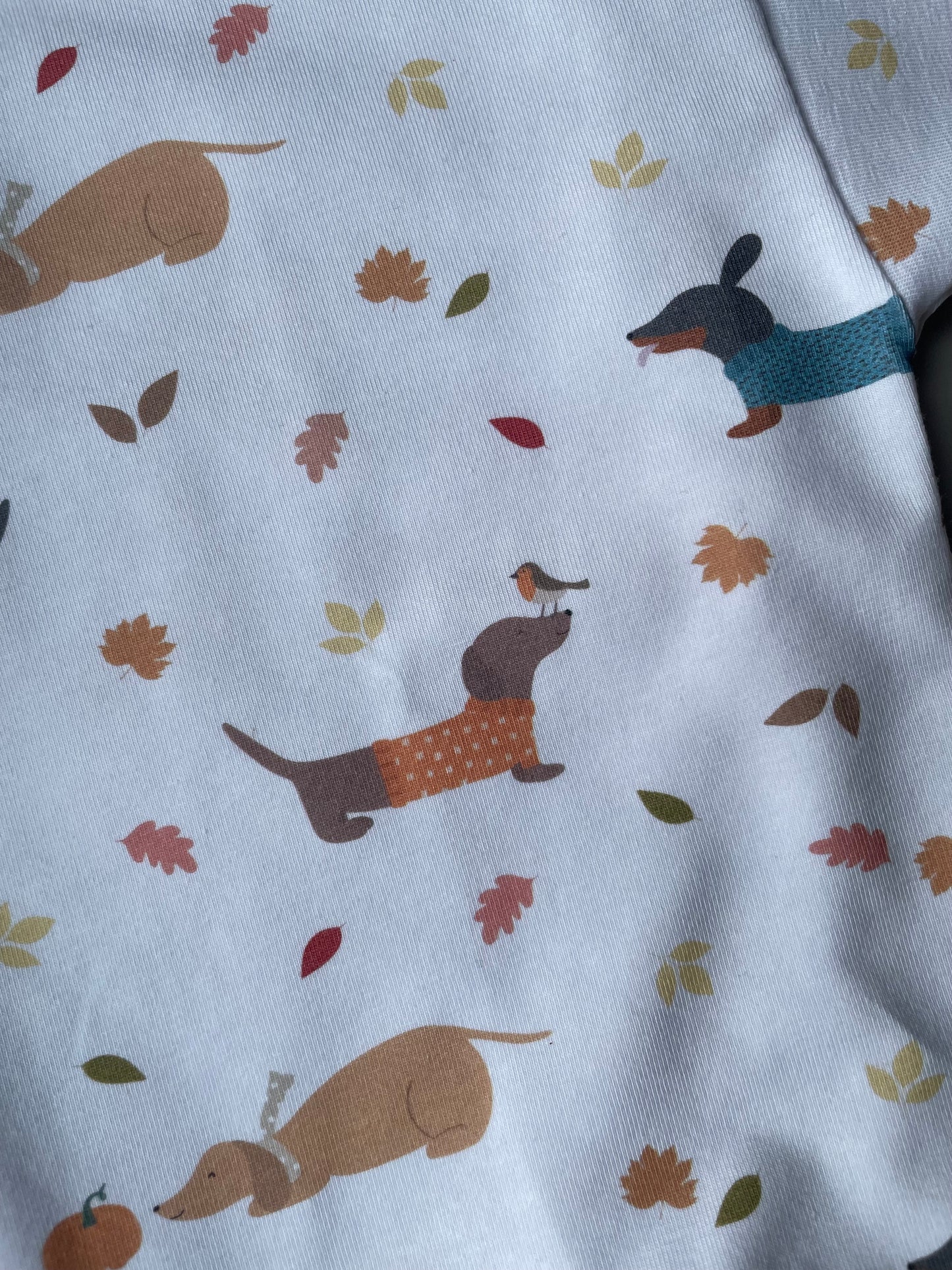 Dachshund autumn walks