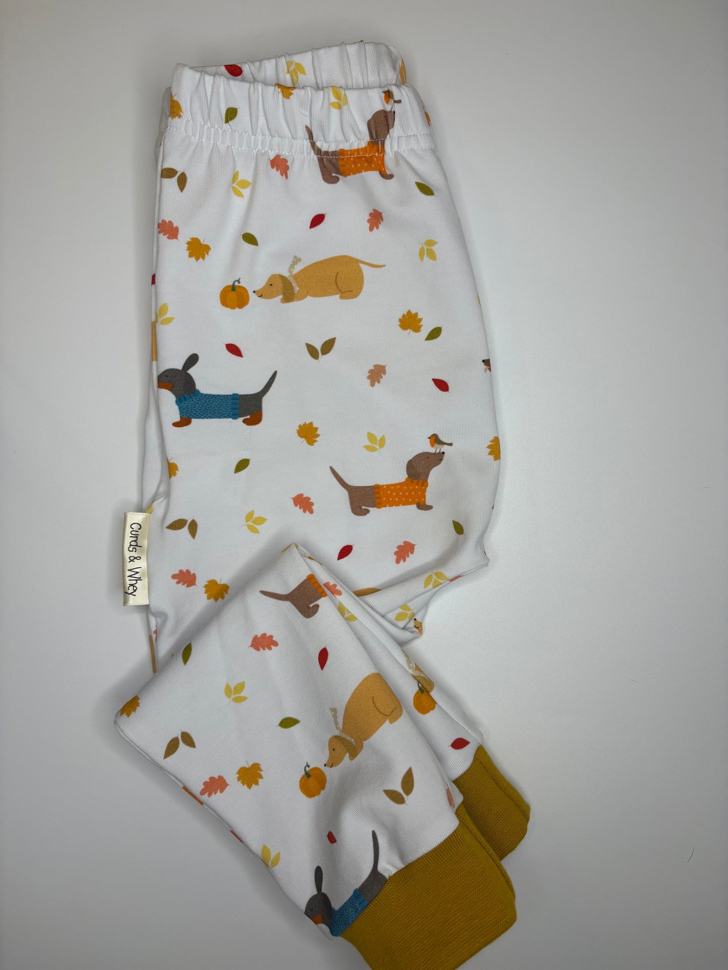 Dachshund autumn walks