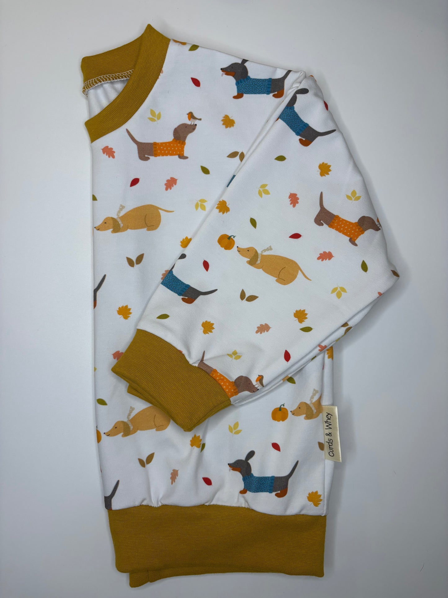 Dachshund autumn walks