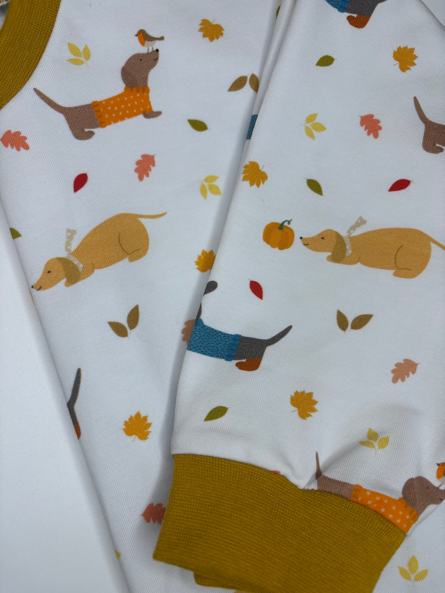 Dachshund autumn walks